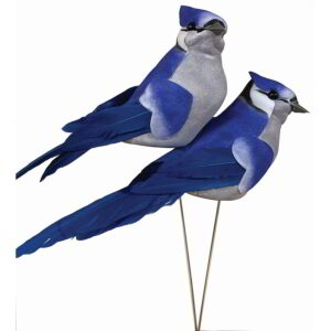 Blue Jay Bird Pick